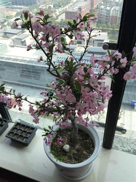 生氣 圖片 櫻花樹 盆栽